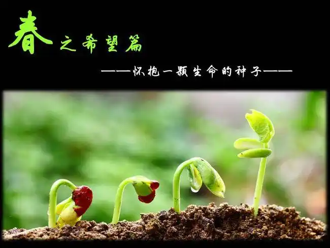 因为有那么一片树叶,始终挂在树上,等待奇迹的发生.