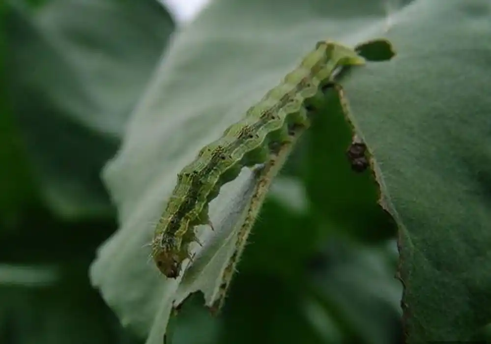 烟青虫知识免费科普,看一看你了解多少?