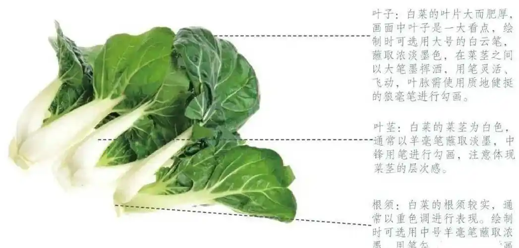 水墨大白菜的教程,简单易学_叶片