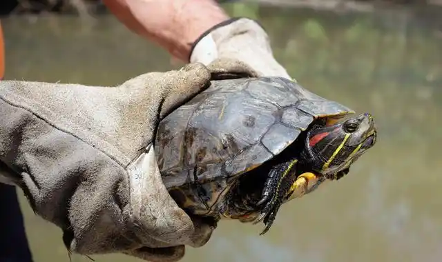 全是放生惹的祸为何巴西龟来到我国就泛滥靠吃能不能解决
