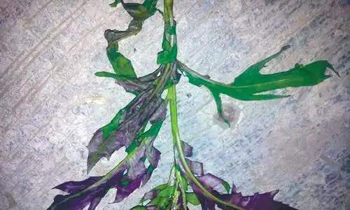 名叫化儿草,民间也称堕胎药,具有活血化瘀的功效,和我们吃的血皮菜是