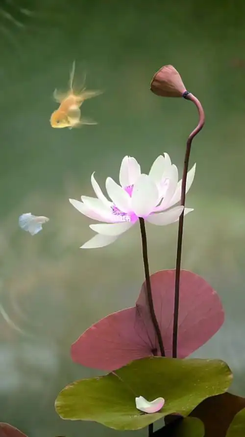 莲花