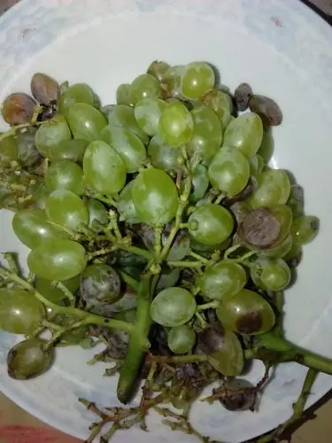 接的葡萄 突然腐烂