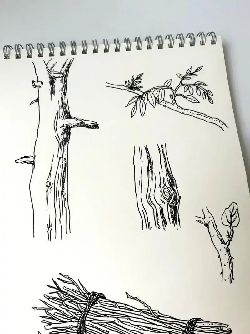速写|树干树枝