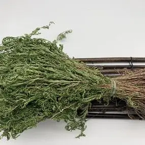 石上柏广西中草药岩柏草500克 野生石柏中药材地柏新鲜晒干卷柏草