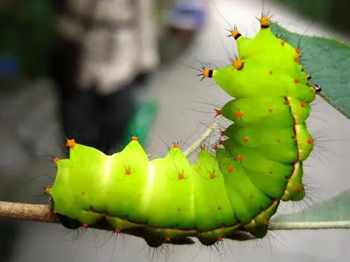 惊现大绿毛毛虫.