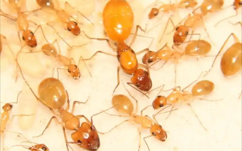 全黄弓背蚁喂食