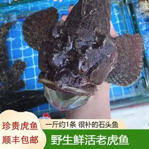 野生玫瑰毒鲉老虎鱼活鱼鲜活水产石头鱼海鲜虎头鱼新鲜约一斤1条