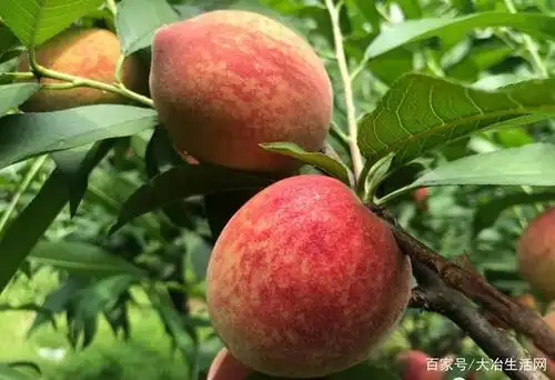 6.14大冶生活网爱心助农采摘保安狗血桃活动取得圆满成功