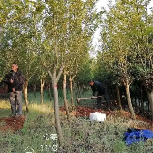 紫薇树什么时候移栽好紫薇树最佳移栽时间