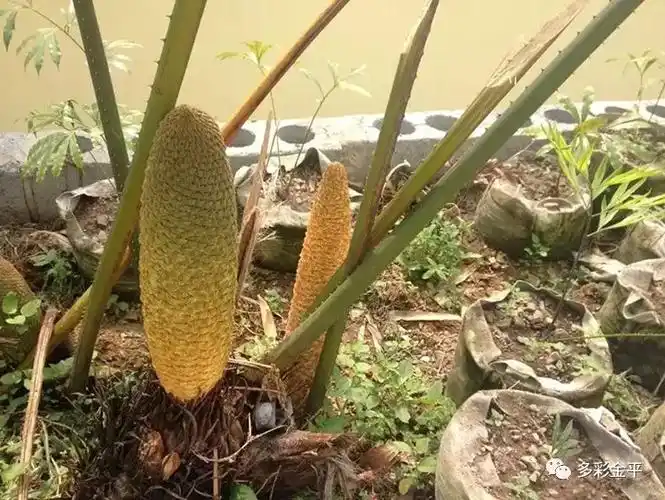 涅盘重生的金平县石洞村多歧苏铁