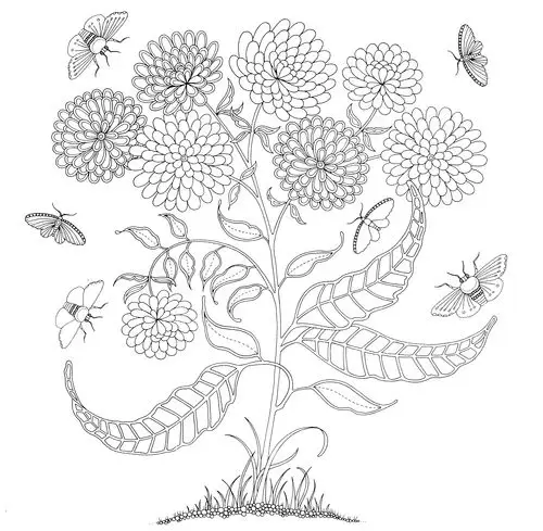 秘密花园第38页