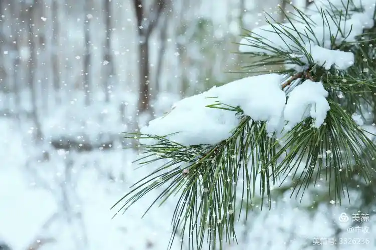 听,雪落下的声音