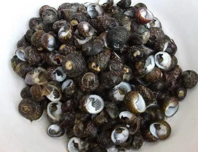 舟山市的特色小吃——芝麻螺,壳面颜色是多变的哦!