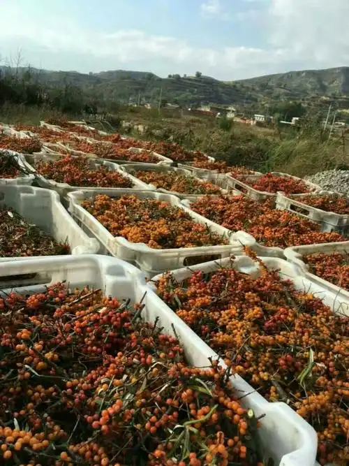 康普沙棘案例分享——糖尿病