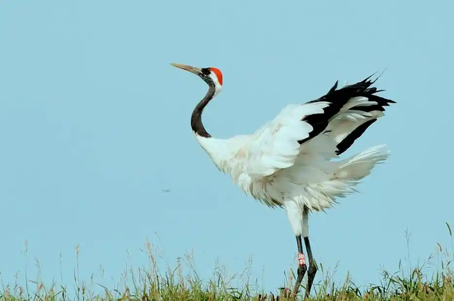 丹顶鹤不能成为中国国鸟,竟和日本有关?我国的国鸟到底是什么?
