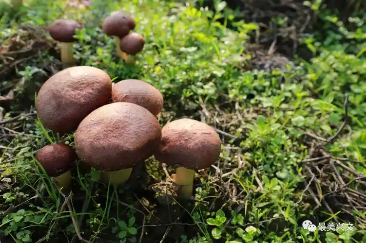 它就是赤松茸让人体验到菌类鲜美的极致咬一口脆滑