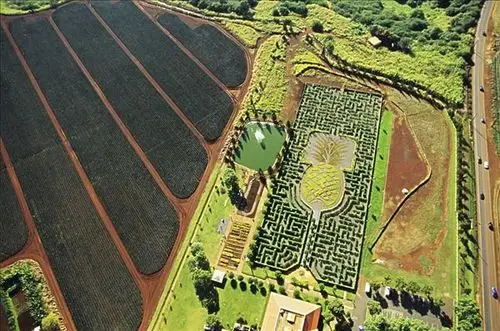 夏威夷景点攻略都乐菠萝种植园dolepineappleplantations