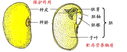 双子叶植物种子的结构