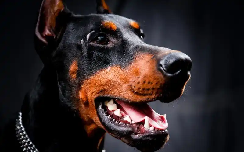 西装暴徒—杜宾犬_哔哩哔哩_bilibili