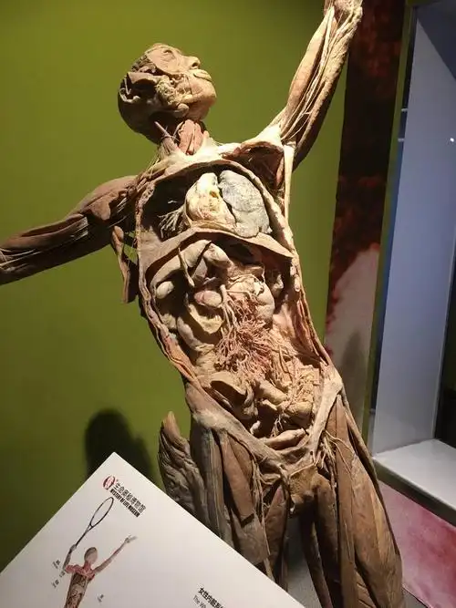 成都生命奥秘博物馆天府广场负一楼