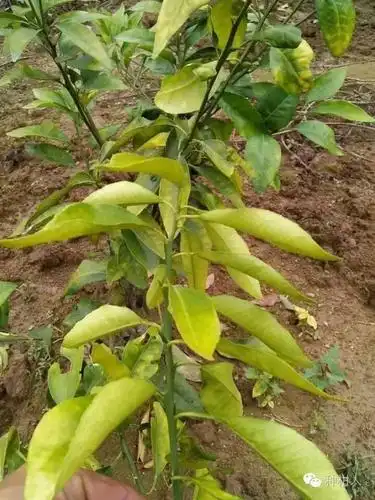 柑橘各种肥害药害高清图谱收藏备用