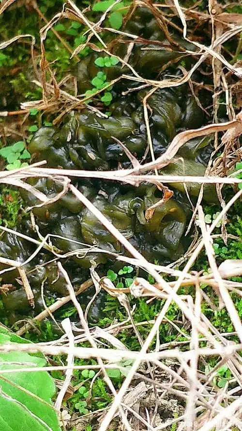 又到了捡雷公菌的季节了,憋坏了的朋友有活干了!-小易生活百科
