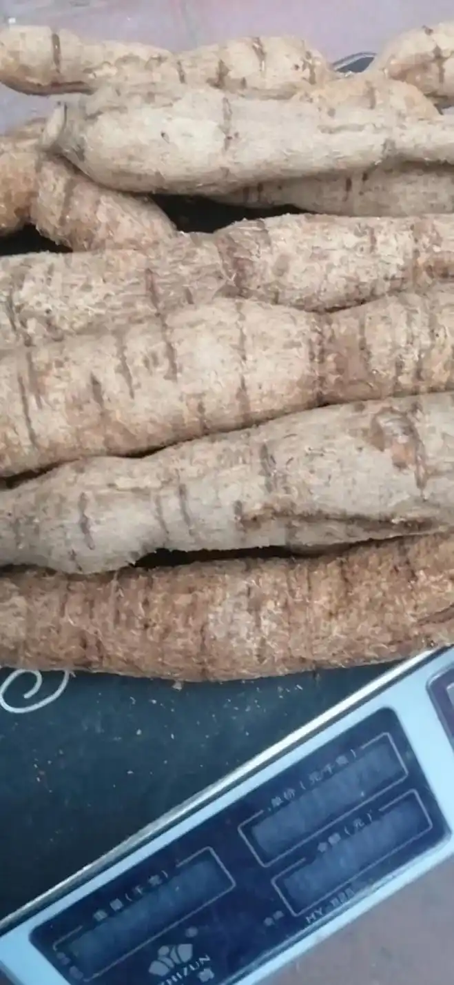 刚出土大山深处纯野生牛大力,仅有25斤.#牛大力 #滋补养生 - 抖音