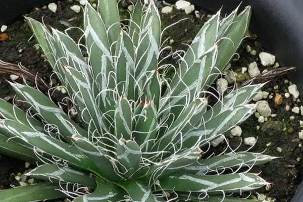 十大名贵龙舌兰科品种,十大名贵龙舌兰科品种排行榜-君兰阁花卉