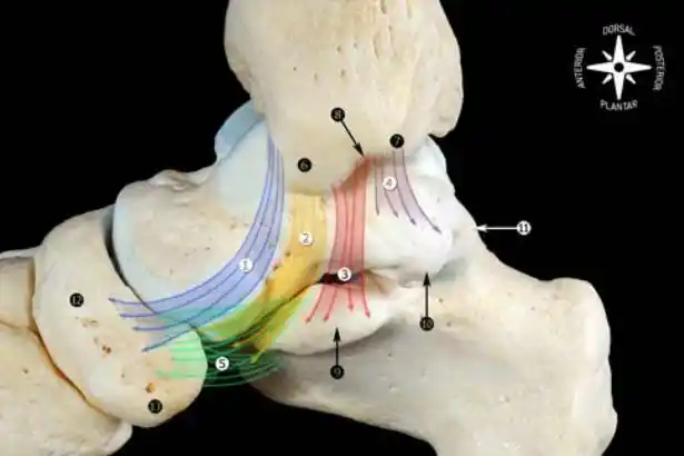 踝关节韧带解剖(2) anatomy of the ankle ligaments