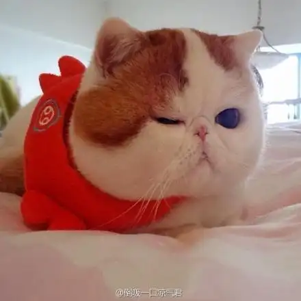 呆萌大脸猫红小胖 ~肉包 (~ε(#~)☆╰╮(~▽~///)