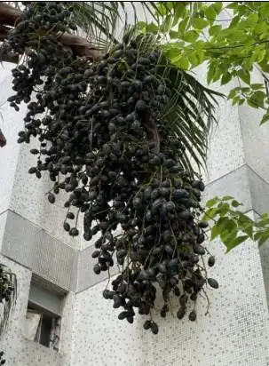 葵树子是一种功效出色的中药材,其味甘,涩,性平.