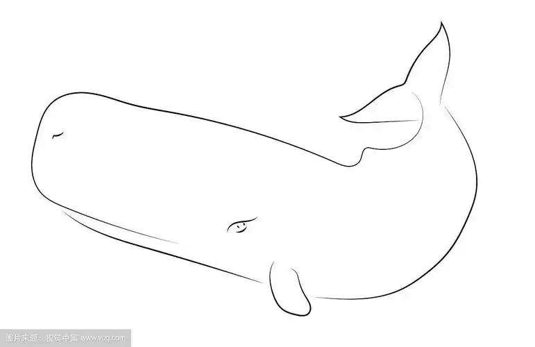 黑线抹香鲸在白色背景精子上