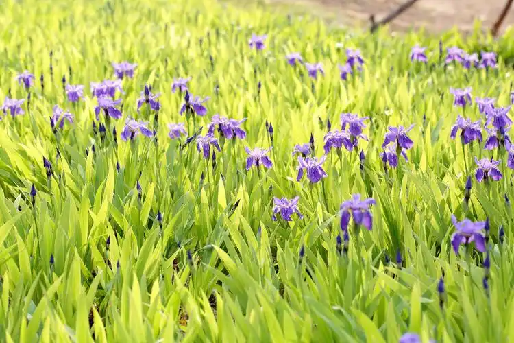 黄花鸢尾,大花鸢尾 - 沭阳县好仁缘绿化苗木园艺场,专业销售各类苗木!