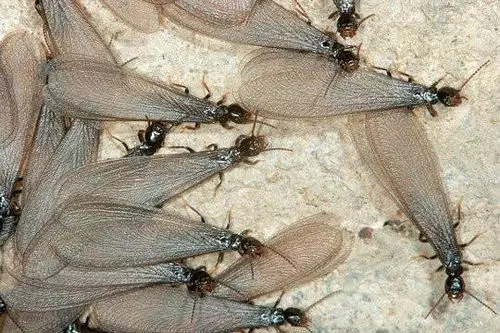 召陵白蚁怎么样防技术精