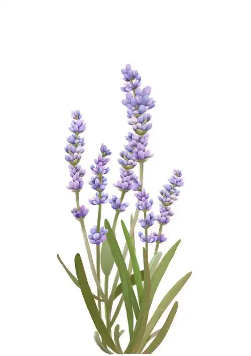 薰衣草手绘 插画