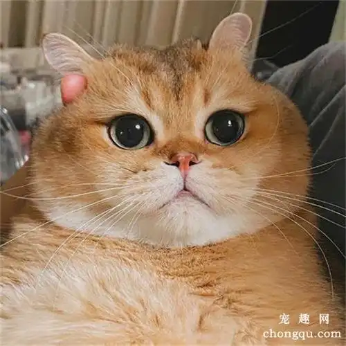 胖咕咕的金渐层小橘猫实在太可爱了_宠趣网-手机版