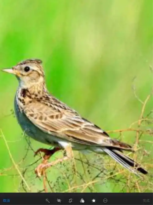 我最喜欢的百灵鸟