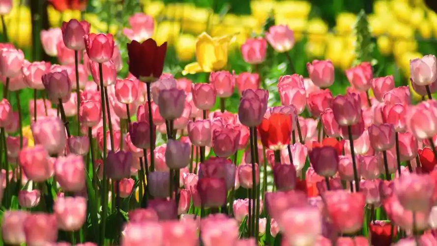 柔美漂亮的郁金香图片 - 第5张