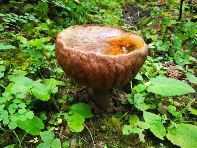 山野藏珍馐:紫盖牛肝菌 - 知乎