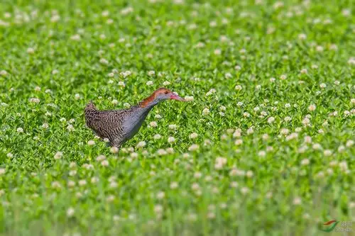 蓝胸秧鸡"花鸟图"