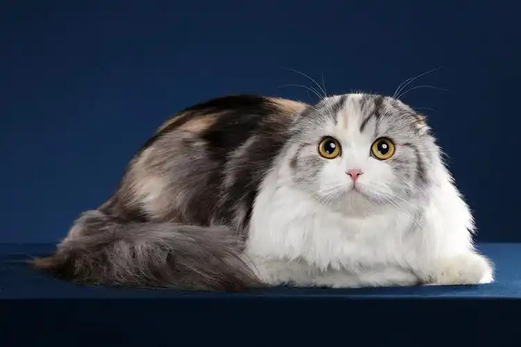 苏格兰高地长毛猫图片 - 醉琉璃