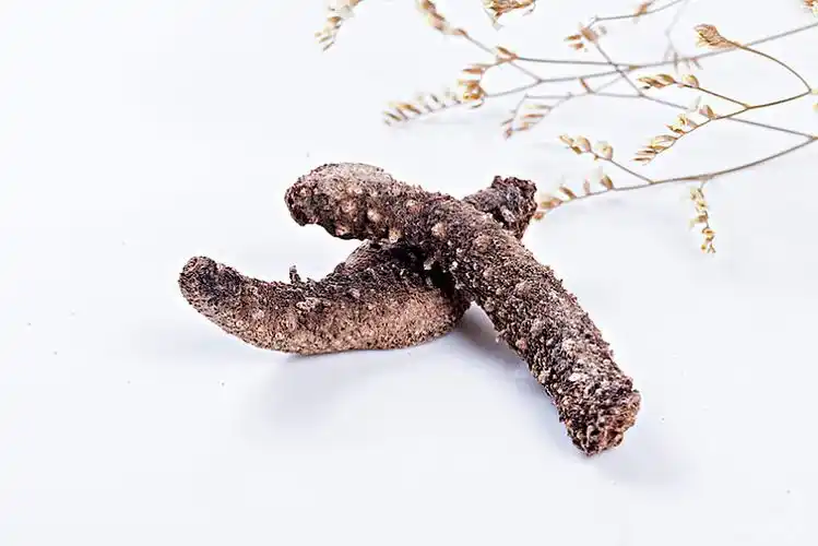 海参_图片大全—全景创意图库(quanjing.com)_正版图片视频素材网站