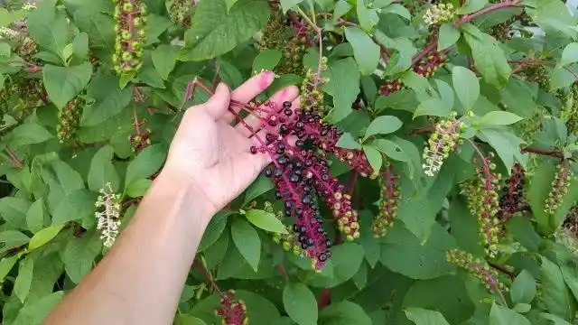 农村植物"山萝卜",缓解脚气经济适用,挖根煮水泡脚管用