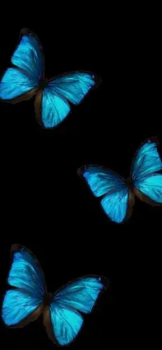 蝴蝶壁纸大全 | 纯黑背景图锁屏壁纸