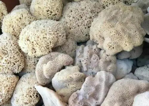 微距镜下天然海绵