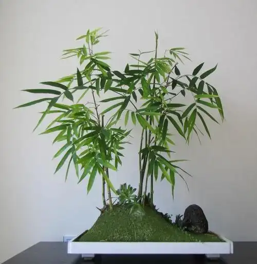 秀气小竹子配上怪异石头养盆里种出的竹盆景比文竹吸引人