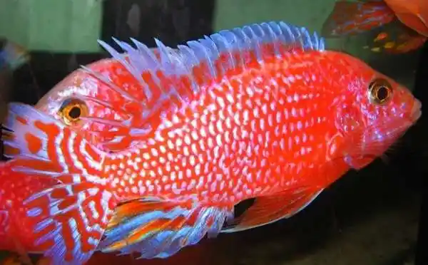 火焰红 - 马鲷鱼品种 - 三湖慈鲷品种 - 三湖慈鲷 - 观赏鱼百科