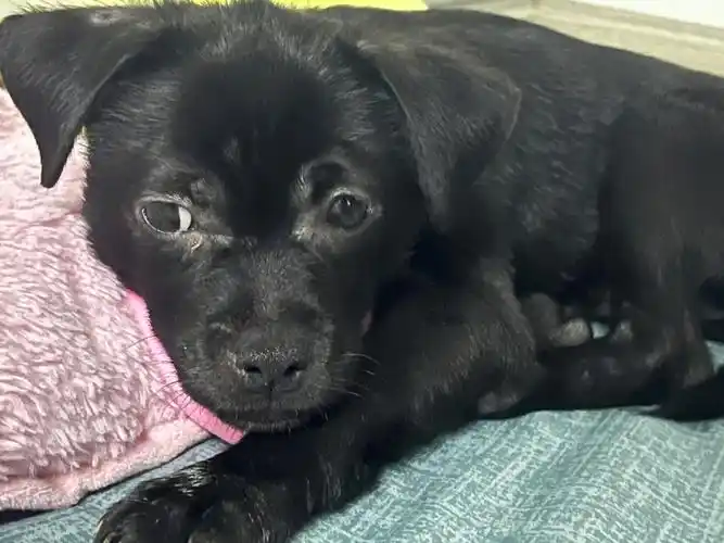 关于我收养了一只黑黑的小土狗