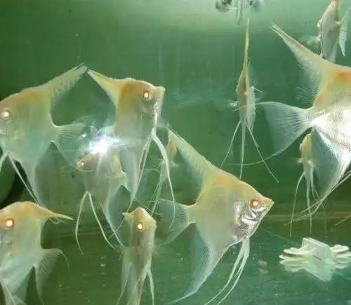 稀有红眼红背白化埃及燕鱼